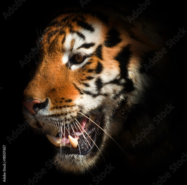 Fototapeta tiger