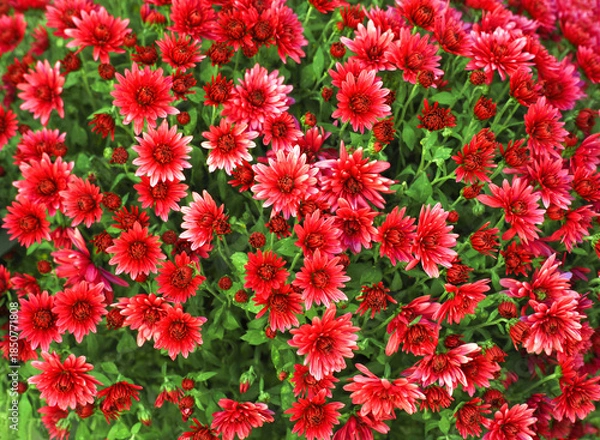 Obraz Red Korean chrysanthemums floral pattern background