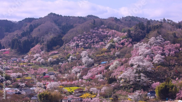 Obraz 福島市　花見山公園