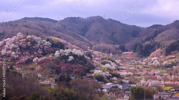 Obraz 福島市　花見山公園