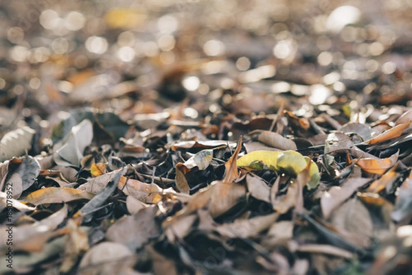Obraz dead leaves background