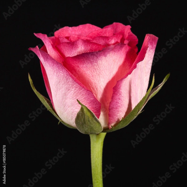 Obraz Single flower of pink rose isolated on black background, close up