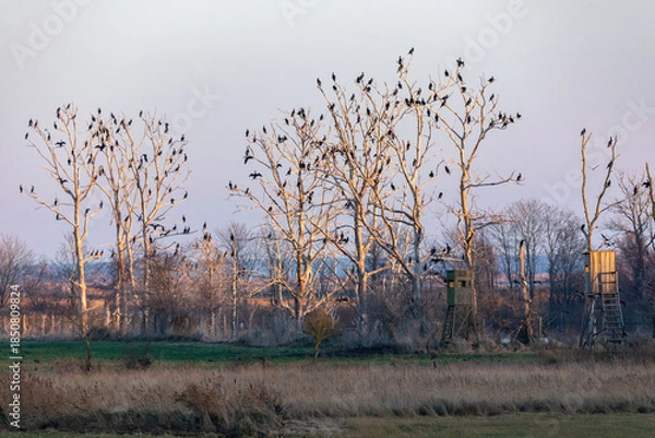 Obraz Kormorankolonie bei Ahrenshoop.