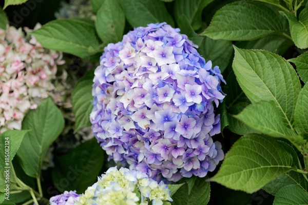 Fototapeta French hydrangea (Hydrangea macrophylla)