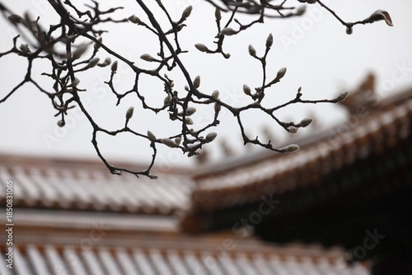Obraz forbidden city beijing