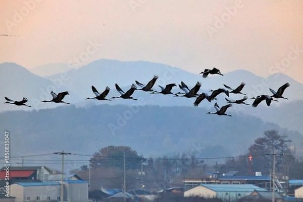 Obraz 겨울철새 재두루미의 비행