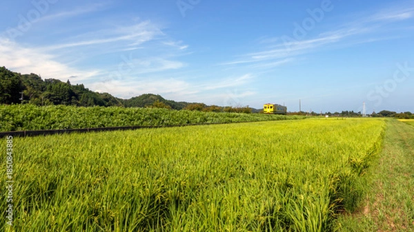 Obraz 夏の田んぼと鉄道車両