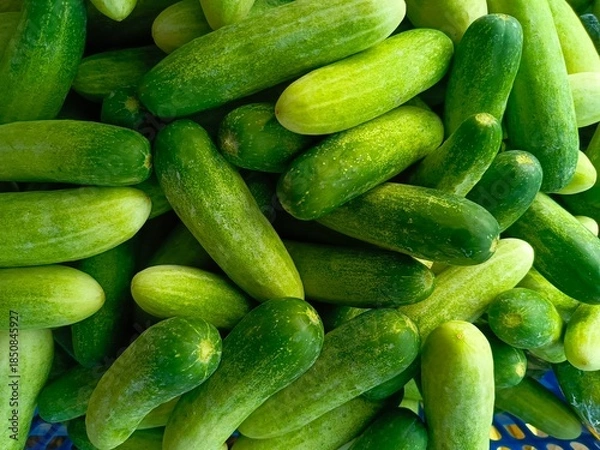 Obraz Pile of Fresh Green Cucumbers Close-up