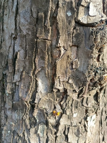 Obraz Detailed Natural Tree Bark Texture Background