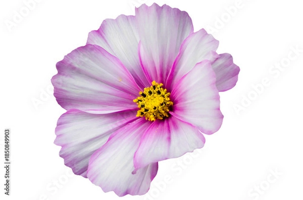 Obraz Close view of a flower with pink and white petals showing multiple yellow stamens in a bright light 