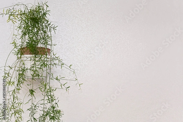 Fototapeta potted cascading plant hanging against soft white wall, minimalistic look. basket planter with trailing greenery. clean background emphasizes organic textures, fresh visual aesthetic. asparagus plant