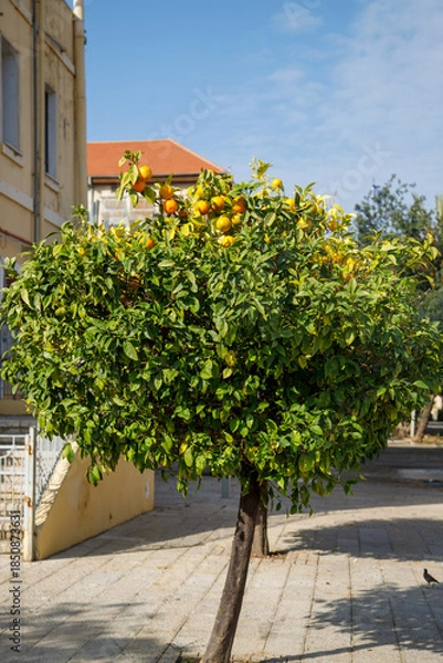 Obraz tree in the garden