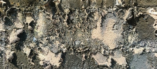 Obraz Old Weathered Wall with Moss and Algae Texture Background