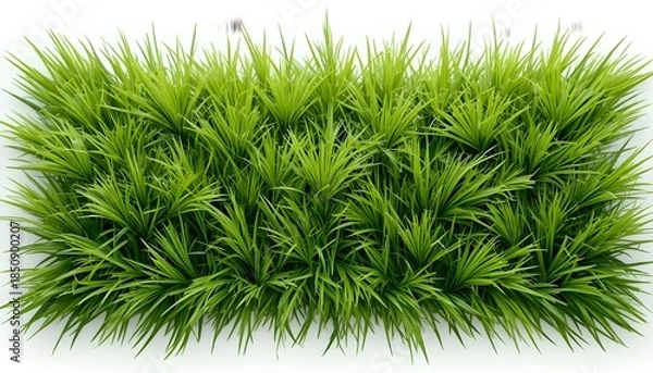 Obraz Isolated grass on white