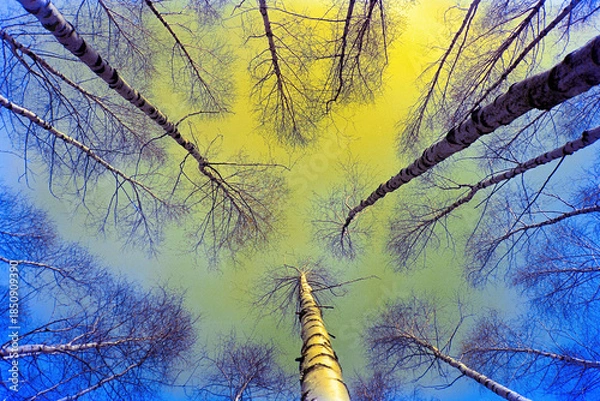 Obraz birch trees perspective