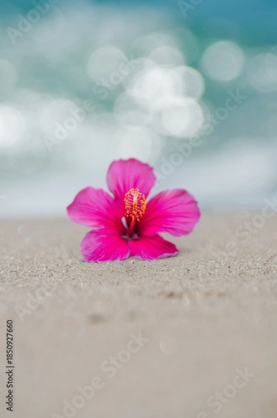 Obraz 波打ち際とハイビスカス