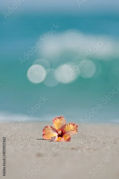 Obraz 波打ち際とハイビスカス