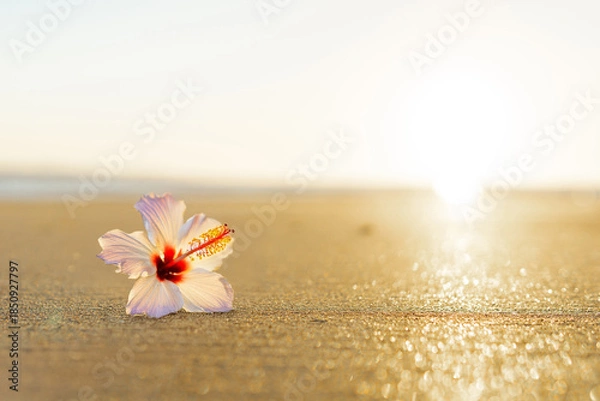 Obraz 波打ち際とハイビスカス