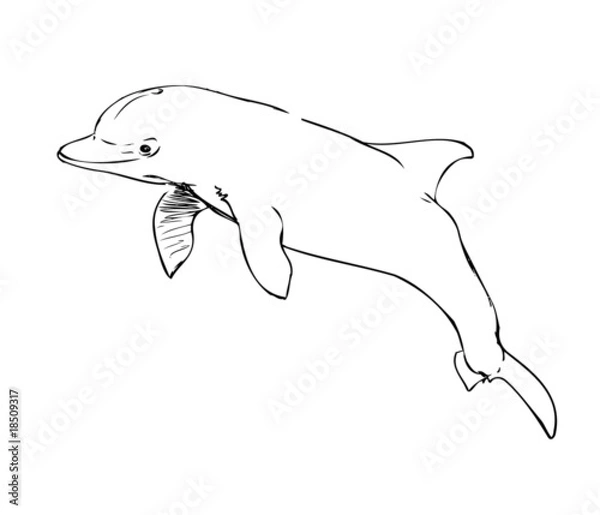 Obraz bottlenose dolphin
