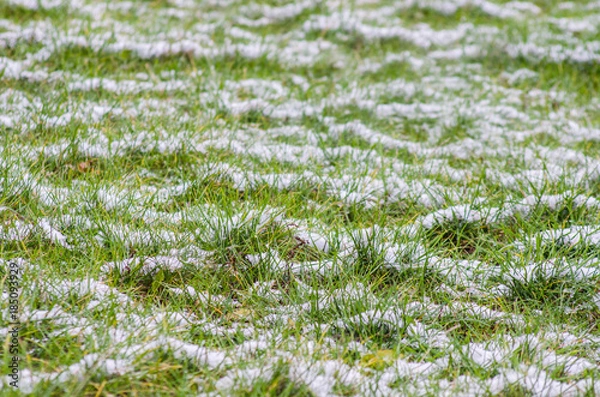 Obraz White snow on the green grass