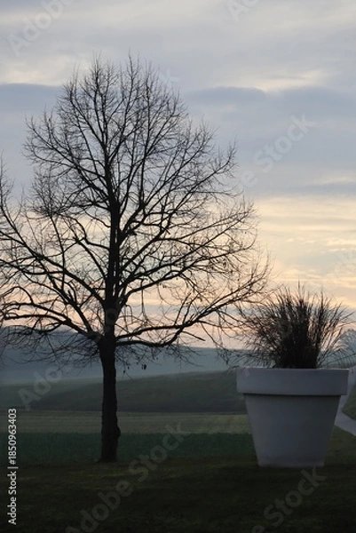 Obraz Flowerpot at Dawn