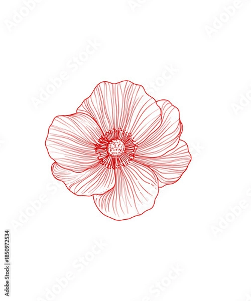 Obraz pink flower isolated on white