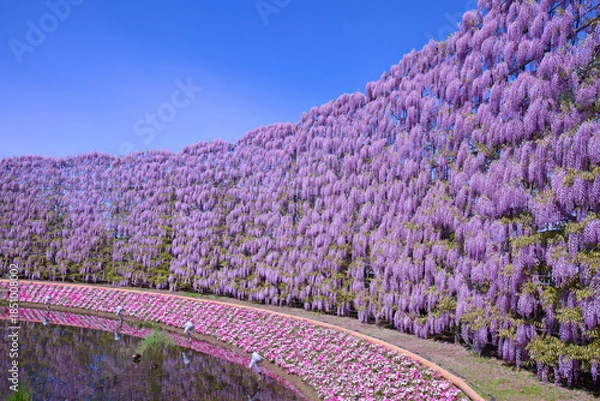 Obraz あしかがフラワーパークの紫藤