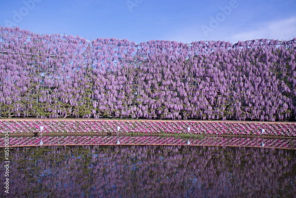 Obraz あしかがフラワーパークの紫藤