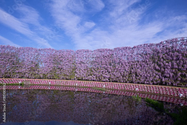 Obraz あしかがフラワーパークの紫藤
