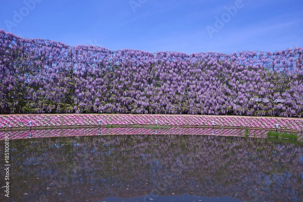 Obraz あしかがフラワーパークの紫藤