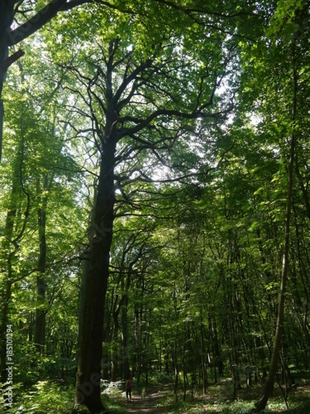 Obraz Wald