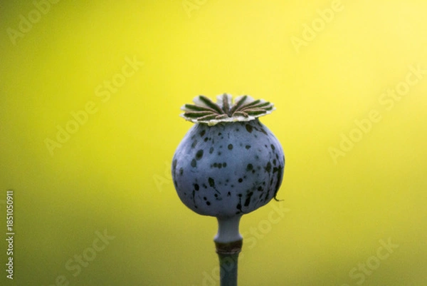 Obraz poppy seed head