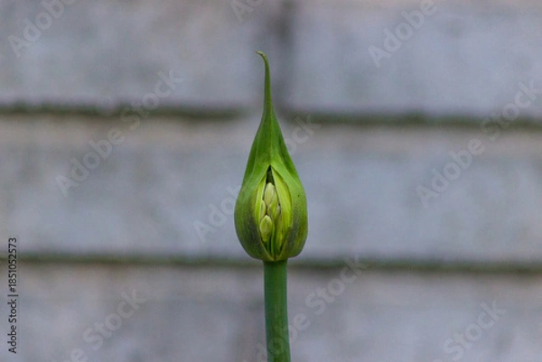 Obraz tulip flower bud