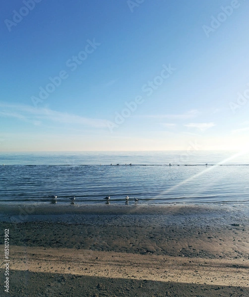 Obraz Seagulls and pigeons enjoy the sun