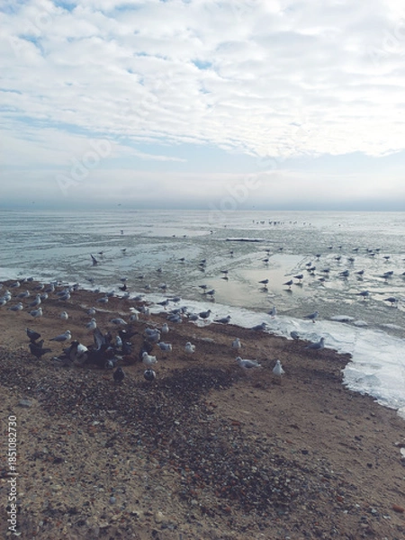 Obraz Seagulls and pigeons enjoy the sun
