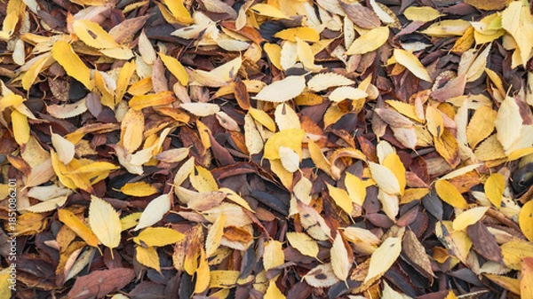 Fototapeta Grupo de hojas secas