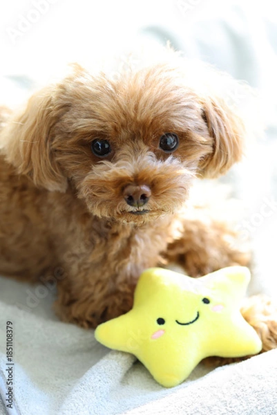 Obraz お星さまのおもちゃを大切にしているトイ・プードル
