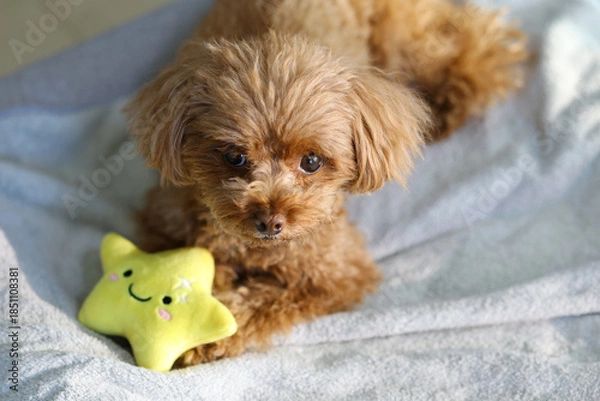 Obraz お星さまのおもちゃを大切にしているトイ・プードル