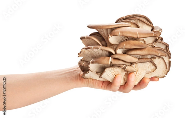 Fototapeta oyster mushrooms in hand path isolated on white