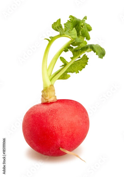 Fototapeta radish path isolated on white