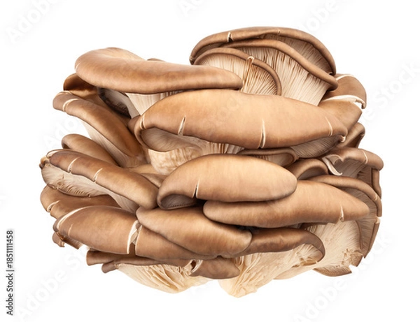 Fototapeta oyster mushrooms path isolated on white