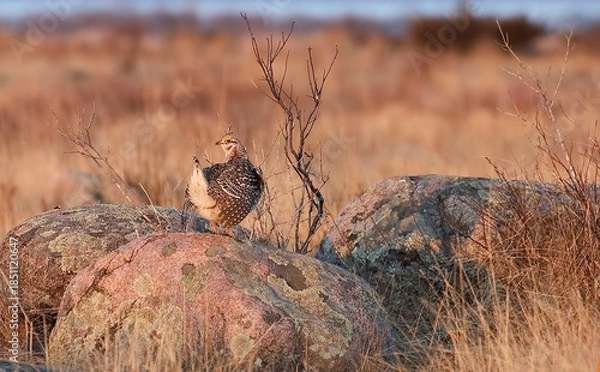 Fototapeta Sharp-Tailed Grouse, Tympanuchus phasianellus, in spring