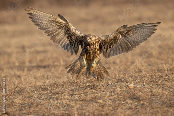 Fototapeta red tailed hawk