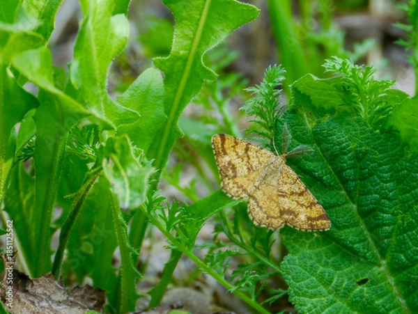 Obraz A heath moth (Ematurga atomaria) photographed in Tremosine.