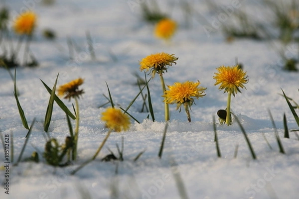 Obraz Löwenzahnblüten im Schnee