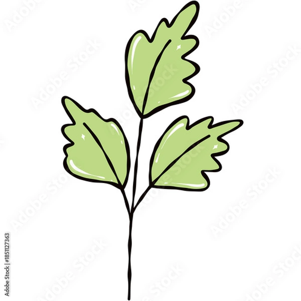 Obraz green rose leaf Isolated