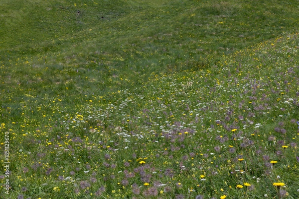 Fototapeta Blooming Alpine Meadow