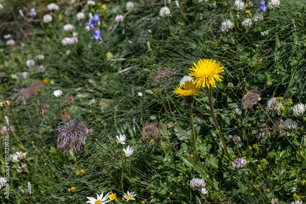 Fototapeta Wildflower Meadow Bloom