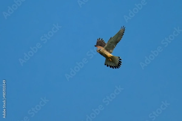 Obraz Turmfalke Männchen bei der Jagd	