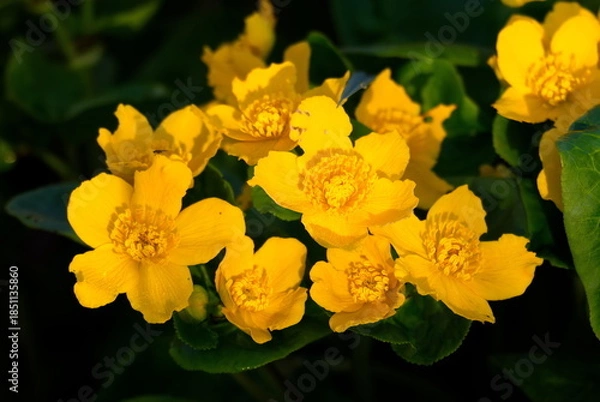 Obraz Sumpfdotterblume (Caltha palustris)